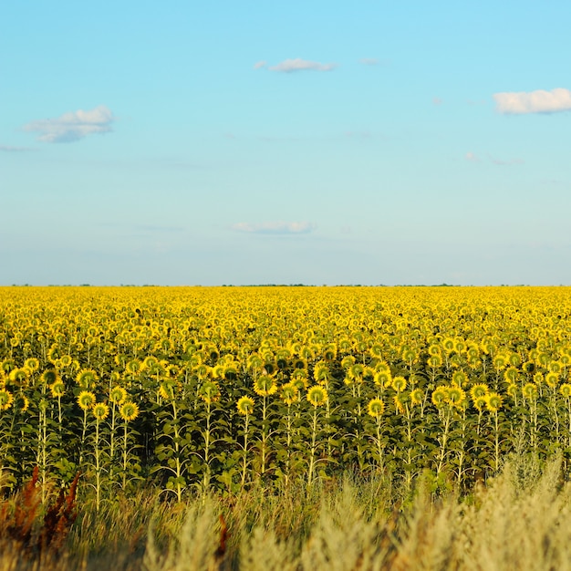 Geroteerde zonnebloemen op blauwe hemelachtergrond