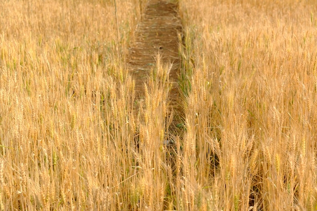 gerst in het veld voor gewassen