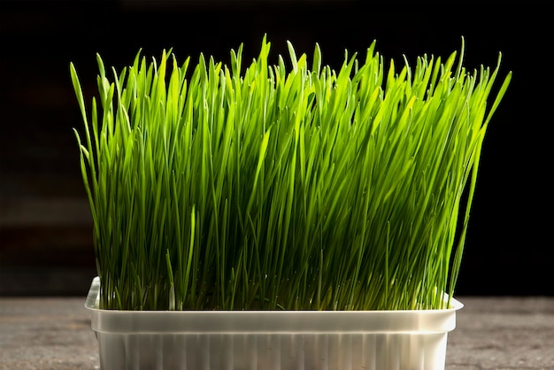 Gerste gras. Gekiemde gerstkorrels in een container. Gerst spruiten voor voedsel. Het concept van dieet, vegetarisme en veganisme. Gezonde levensstijl.