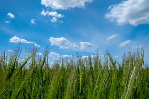 Gerstveld met blauwe lucht groene gerstkorrelgroei van gerstebrood