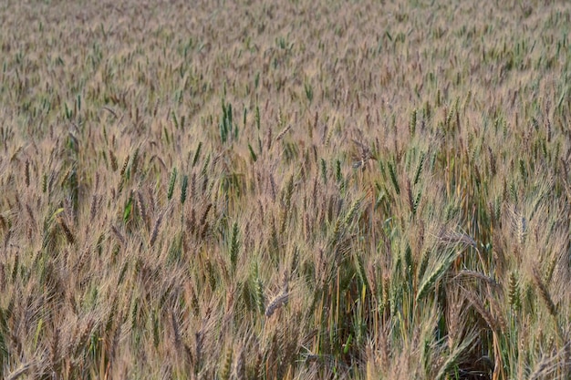 Gerstvelden landbouwindustrie en rijstplantexperimenten in het noorden van Thailand