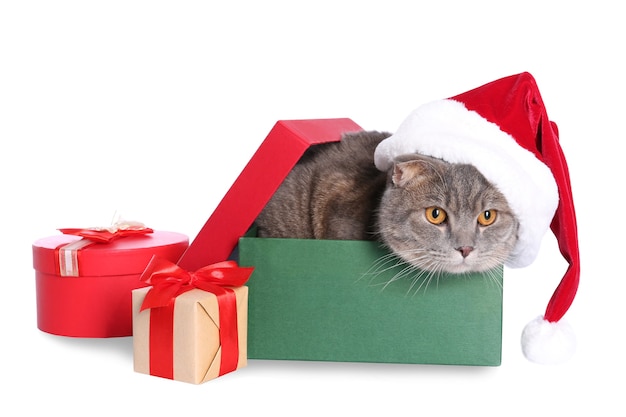 Geschenkdoos met schattige kat in kerstmuts op witte achtergrond