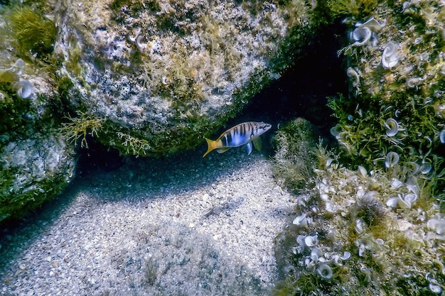 Foto geschilderde comber serranus scriba middellandse zee onderwater