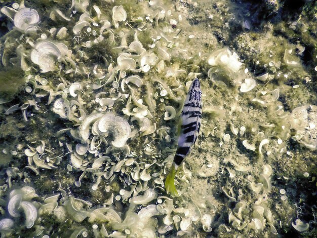 Foto geschilderde comber serranus scriba middellandse zee