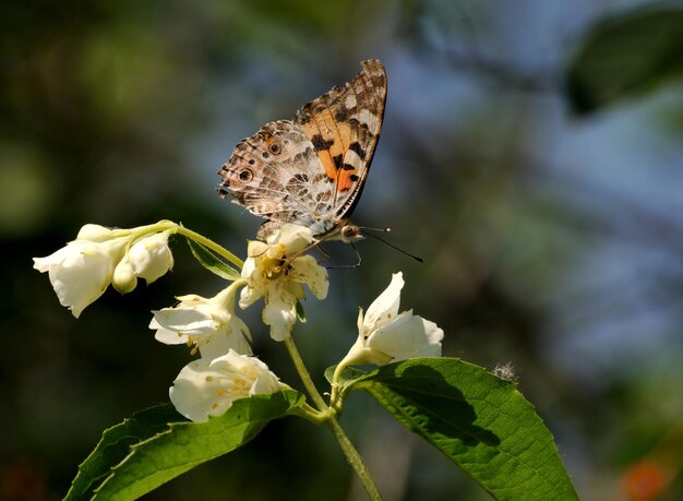 Geschilderde damevlinder op de bloemen van schijnoranje op een zonnige dag