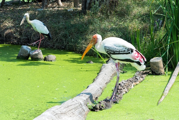 Geschilderde Ooievaar in groen moeras voor het vinden van een vis.