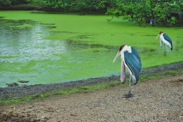 Geschilderde ooievaarsvogel