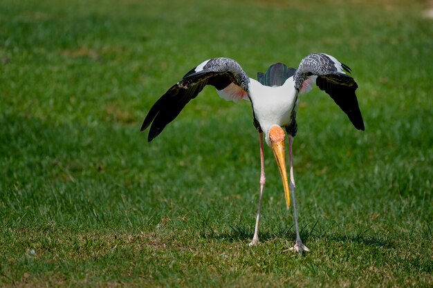 Geschilderde Ooievaarsvogel