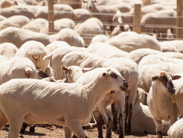 Geschoren schapen op schapenboerderij in Colorado.