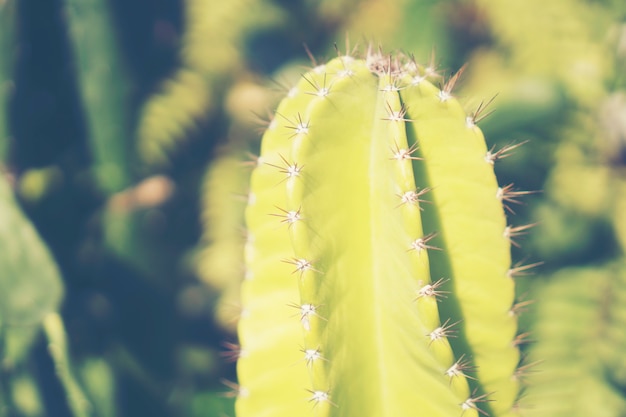 geschoten op cactuscluster. bekende soorten cactus