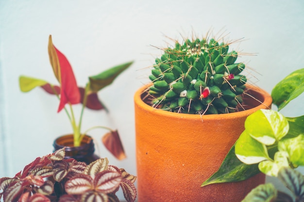 geschoten op cactuscluster. bekende soorten cactus