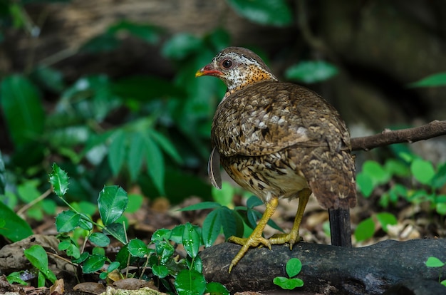 Geschubde borstpatrijs in de natuur