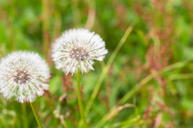 Gesloten Bud van een paardebloem Paardebloem witte bloemen in groen gras