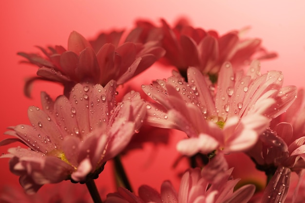 Gesloten chrysant