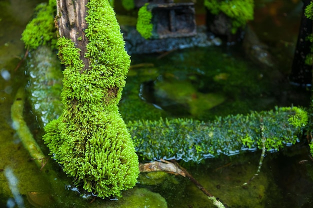 Gesloten groen mos in tropisch bos