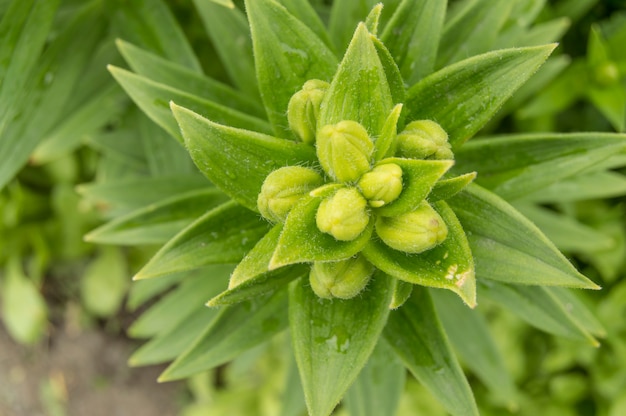 Gesloten groene knoppen op de stengel van de lelie