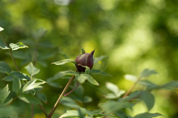 gesloten knop boom pioen close-up