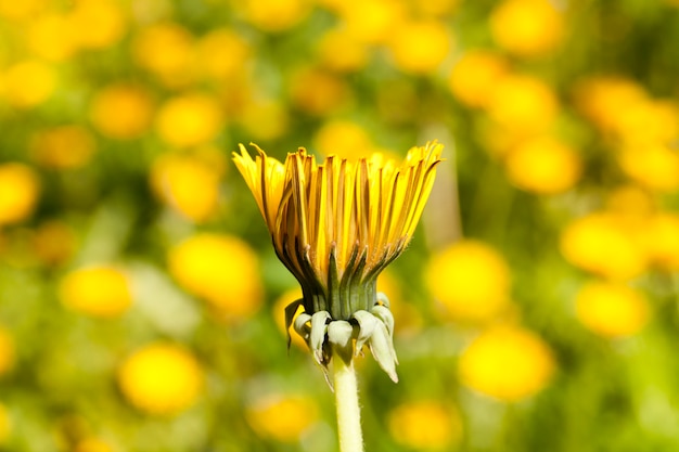 Gesloten knop van een gele paardenbloem tegen het oppervlak van gele en groene vlekken van andere bloemen, het oppervlak is onscherp, lente en close-up