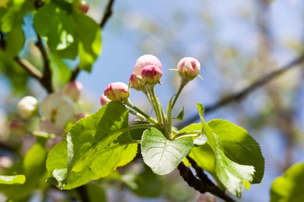 Gesloten knoppen van appelbomen voor bloei In de fruittuin in het voorjaar