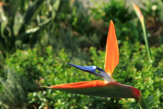 Gesloten levendige oranje en blauwe paradijsvogel bloem met levendige groene bladeren op achtergrond