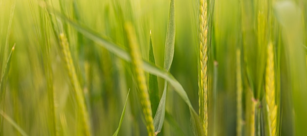 Gesloten met selectieve focus op groene tarwe met zacht licht