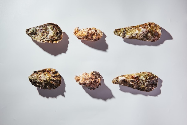 Gesloten oesters van verschillende soorten op witte achtergrond closeup