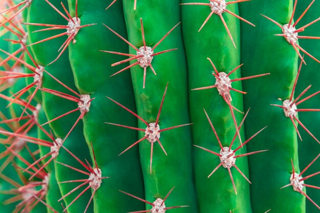 Gesloten omhoog geschoten van Groene Cactus