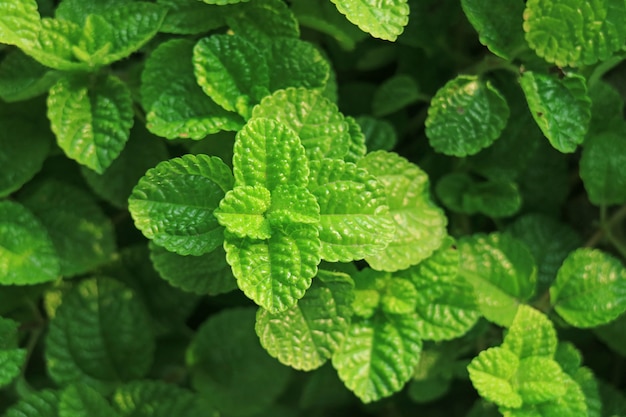 Gesloten omhoog levendige groene jonge muntbladeren in de tuin