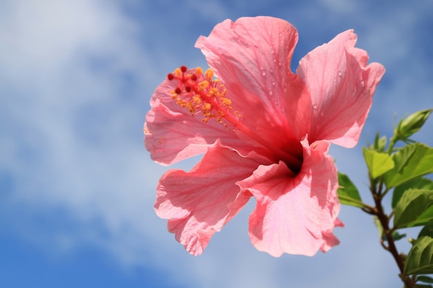 Gesloten omhoog roze hibiscus met regendruppels tegen blauwe bewolkte hemel, pasen-eiland, chili