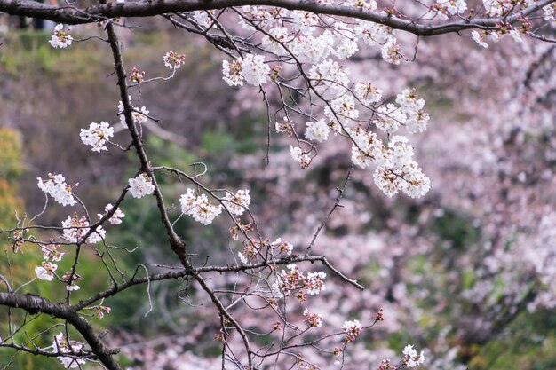 Gesloten omhoog schot van Sakura Cherry Blossom Flower en takken