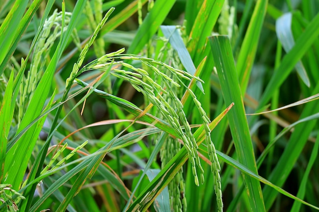Gesloten omhoog trillende groene groeiende rijstinstallaties op het padiegebied vóór oogst, Thailand