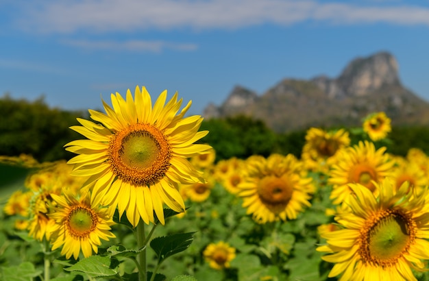 Gesloten omhoog van de bloem van Zonnebloemen in landbouwbedrijf