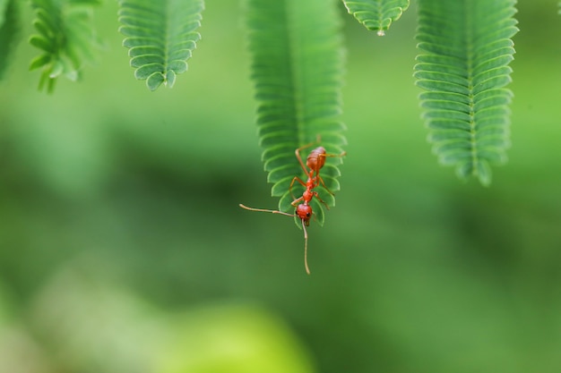 Gesloten Rode ant
