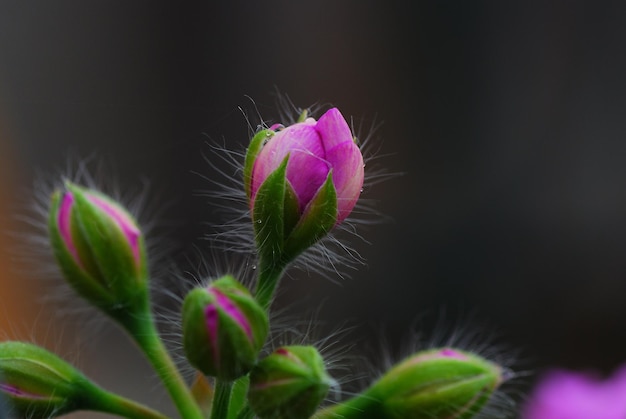 Gesloten roze bloemen