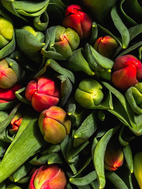 Gesloten toppen van rode tulpen bovenaanzicht