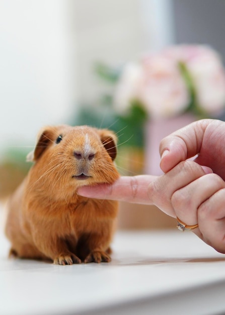 Foto gesloten van cavia's