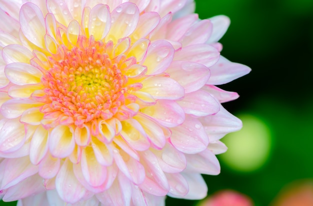 Gesloten van lichtroze Chrysanthemumbloem