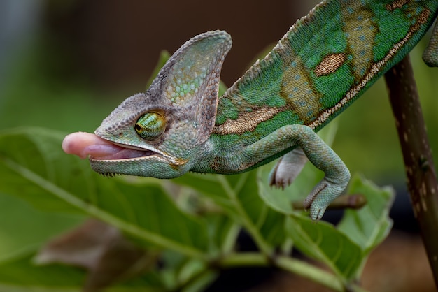 Gesluierde kameleon die aan een tak hangt