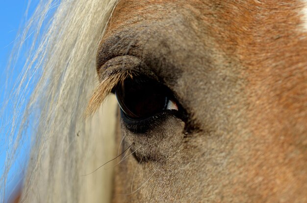 Gesneden afbeelding van een paard