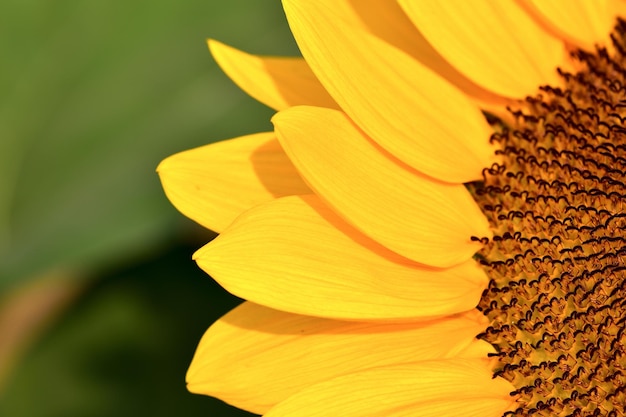 Gesneden afbeelding van een zonnebloem tijdens een zonnige dag