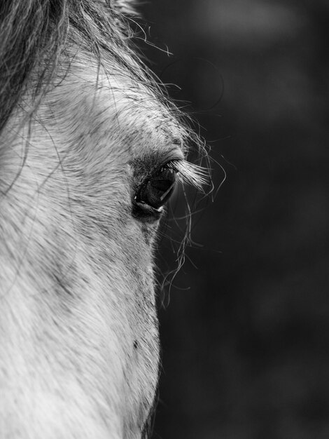 Foto gesneden afbeelding van paard