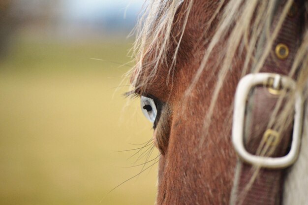 Foto gesneden afbeelding van paard