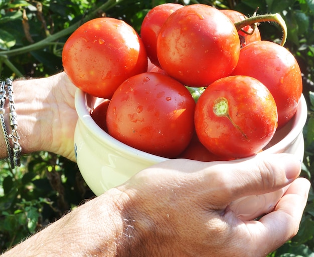 Gesneden beeld van een man die natte tomaten in een container vasthoudt