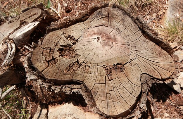 gesneden boom close-up achtergrond