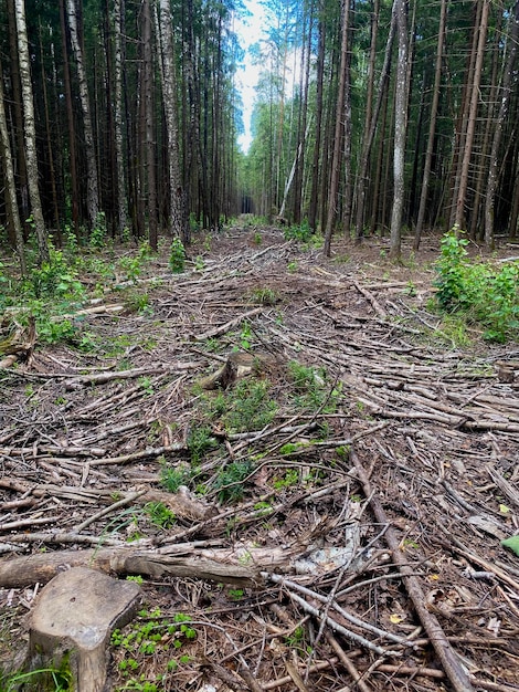 gesneden bos bosbouw industrie stompjes en takken liggen op de grond tegen de van