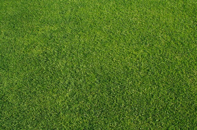 Gesneden groen gras op de achtergrond