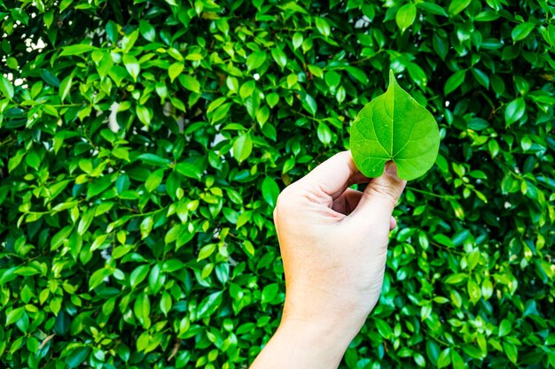 Foto gesneden hand die blad vasthoudt tegen planten