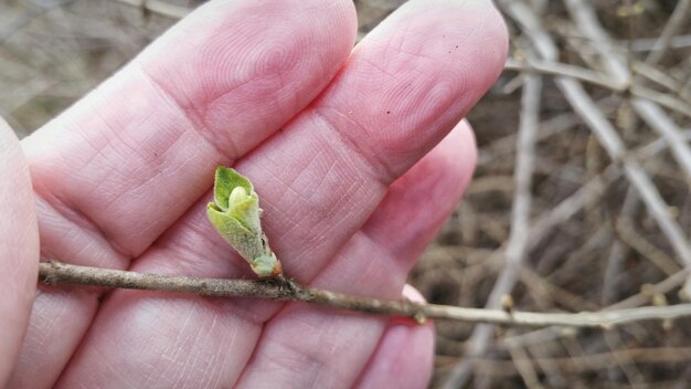 Foto gesneden hand die een twijg met knop vasthoudt