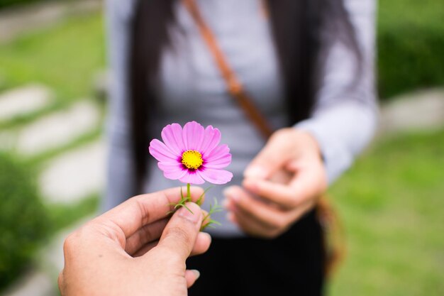 Foto gesneden hand geeft roze kosmos aan vrouw