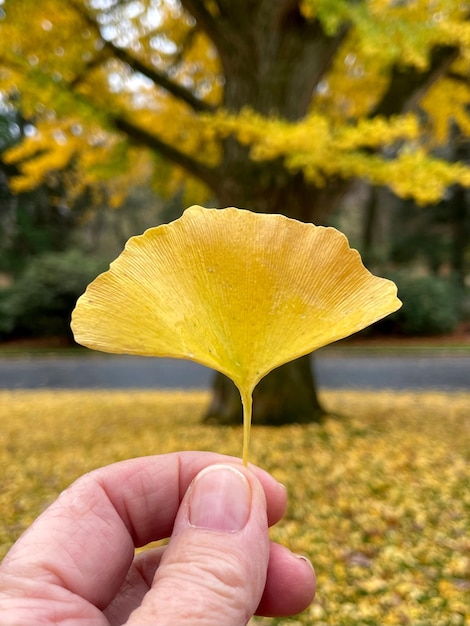 Gesneden hand met een herfstblad